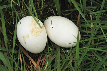 Image showing two eggs  in the grass