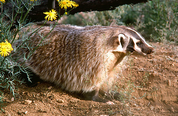 Image showing Badger in the woods.