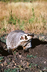 Image showing Badger sitting in the woods.