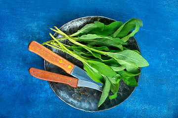 Image showing fresh sage