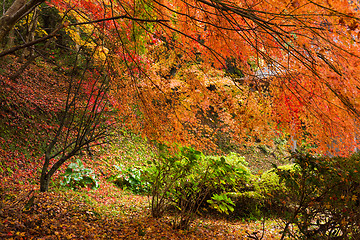 Image showing Maple tree in autumn