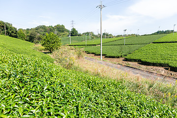 Image showing Tea plantation