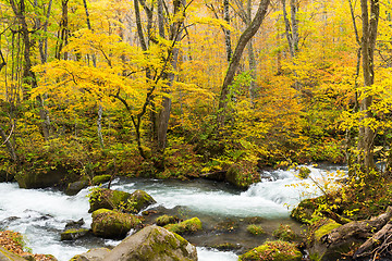 Image showing Oirase Stream in fall