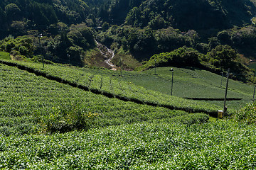 Image showing Green fresh Tea field