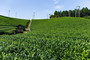 Image showing Fresh green tea plantation