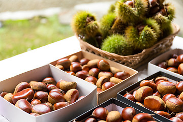 Image showing Fresh Chestnut