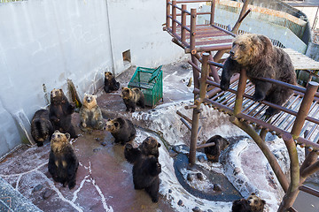 Image showing Japanese Brown bear