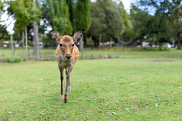 Image showing Natural deer