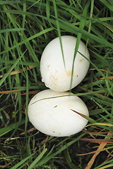 Image showing two eggs  in the grass