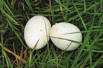 Image showing two eggs  in the grass