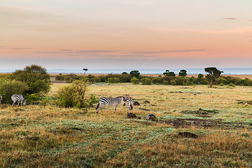 Image showing herd of zebras grazing in savannah at africa