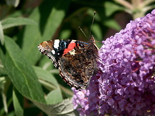Image showing red admiral butterfly