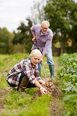 Image showing senior couple planting potatoes at garden or farm