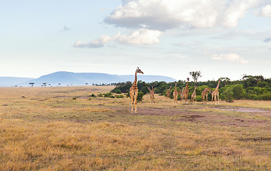 Image showing group of giraffes in savannah at africa