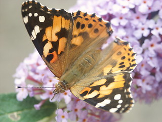 Image showing painted lady butterfly