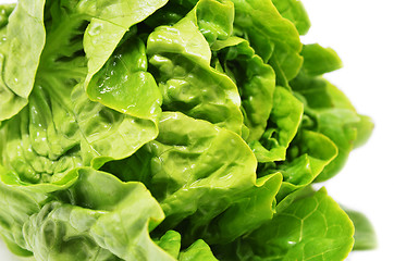 Image showing Green butter head lettuce