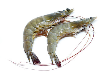 Image showing Fresh raw prawns