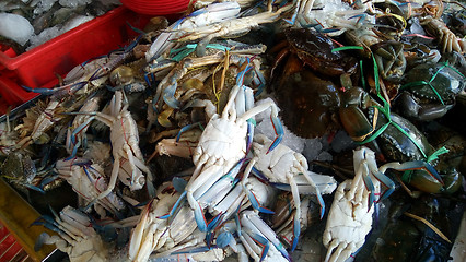 Image showing Freshly caught blue crabs