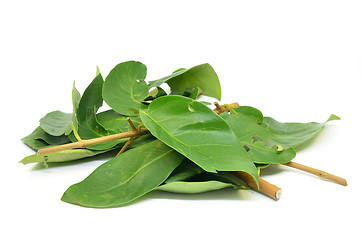 Image showing Indonesian Bay Leaf