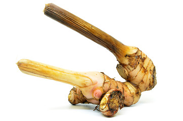 Image showing Fresh galangal root