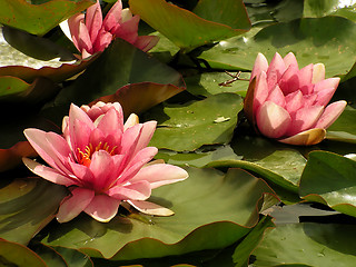 Image showing Water Lilies 1