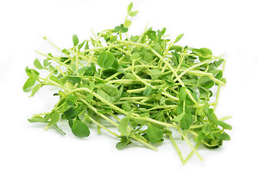 Image showing Bunch of pea shoots