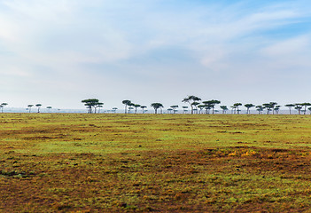 Image showing acacia trees in savannah at africa