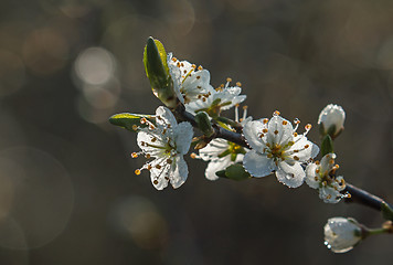 Image showing Blossom and Dew