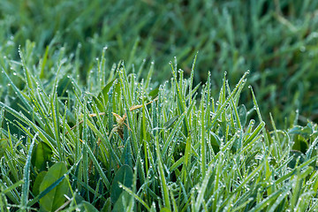 Image showing Dew on Grass
