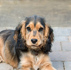 Image showing English Cocker Spaniel Puppy