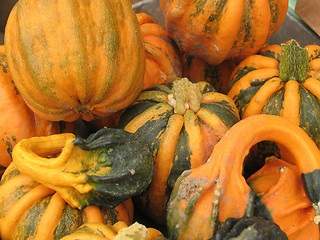 Image showing Pumpkins