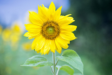 Image showing Close up sunflower