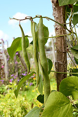 Image showing Long runner beans hanging from the vine