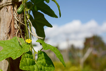 Image showing Small yellow flower on cucamelon vine