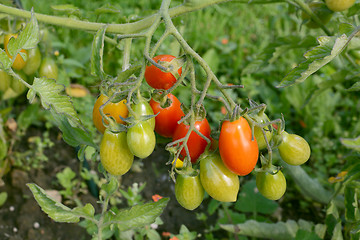 Image showing Rainbow cherry plum tomato truss with many fruits 