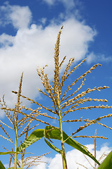 Image showing Open sweetcorn tassel against blue sky 