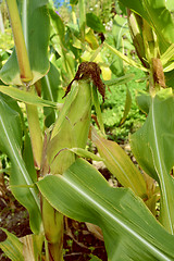 Image showing Mature sweetcorn cob with brown silk 