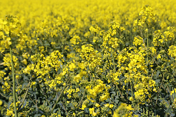 Image showing Yellow flowers winter cress