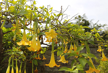 Image showing Yellow brugmansia named angels trumpet or Datura flower