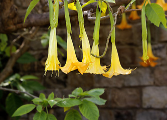 Image showing Yellow brugmansia named angels trumpet or Datura flower