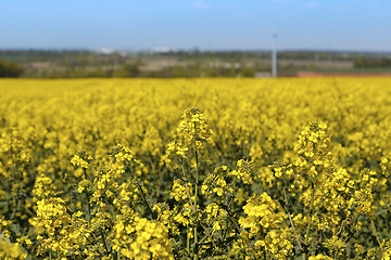 Image showing Field of flowers winter cress