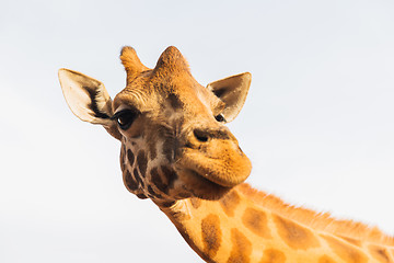 Image showing giraffe in africa