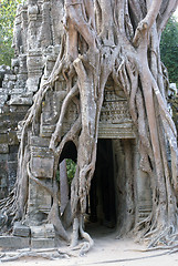 Image showing Roots