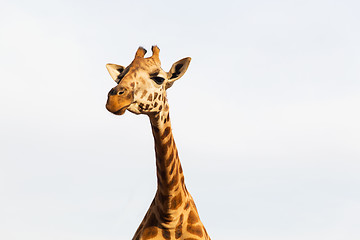 Image showing giraffe in africa