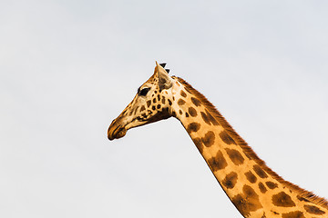 Image showing giraffe in africa