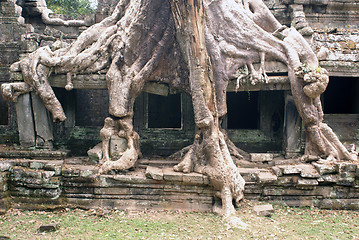 Image showing Big temple and big roots