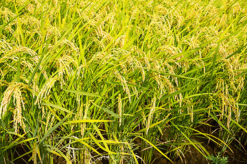 Image showing Green paddy Rice farm