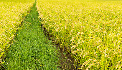 Image showing Paddy rice meadow