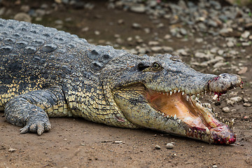 Image showing Crocodile getting hurt