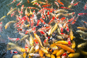 Image showing Koi fish swimming 